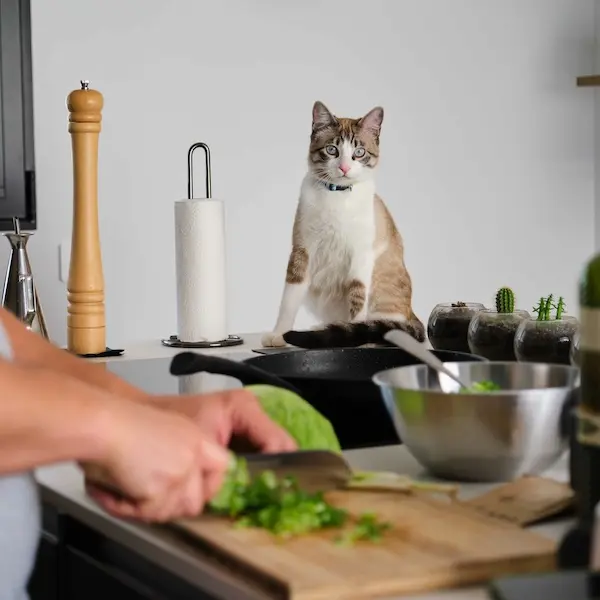 オープンキッチンへ猫を入れさせないためには？パターン別に対策を解説