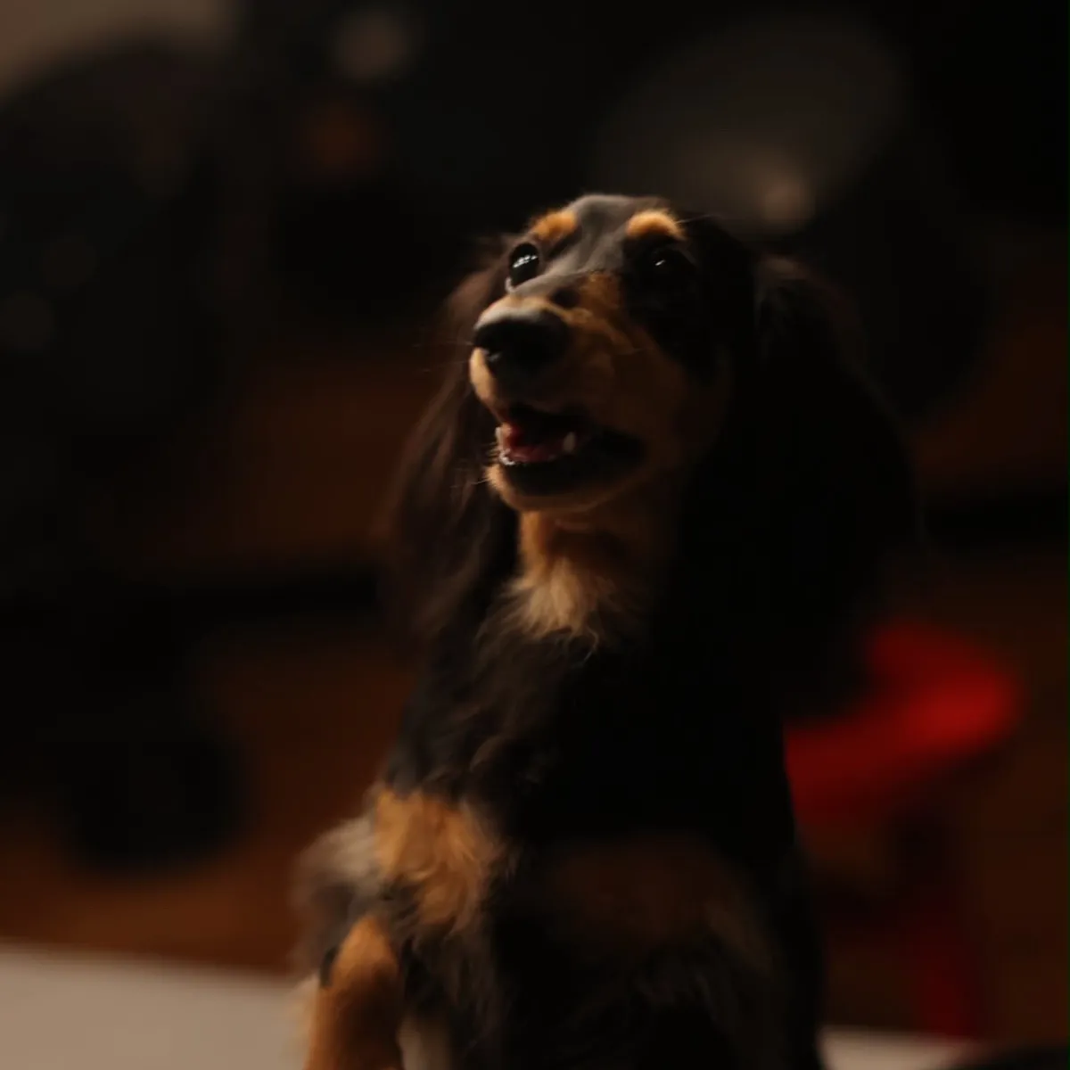 moooi実例紹介_愛犬のくろまめくん